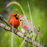 Northern Cardinal Bird