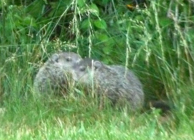 pair of groundhogs