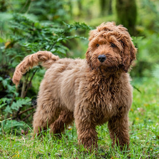 Cockapoo training