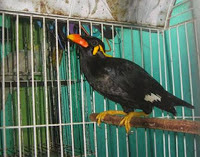 HARGA BURUNG BEO BISA NGOMONG