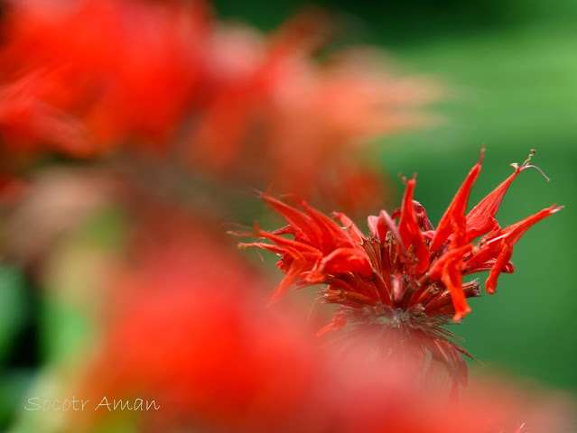 Monarda didyma