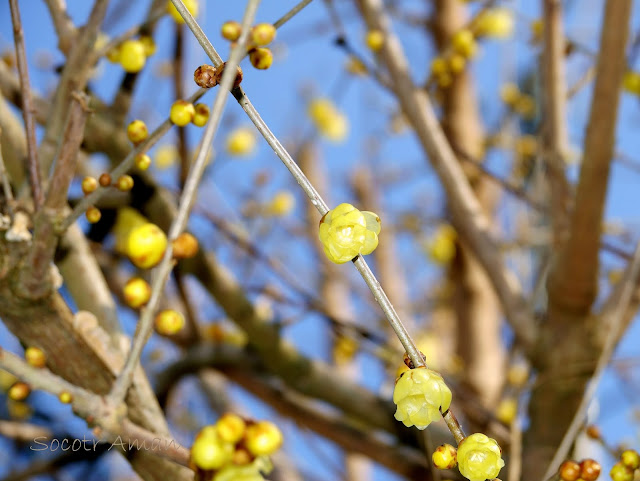 Chimonanthus praecox