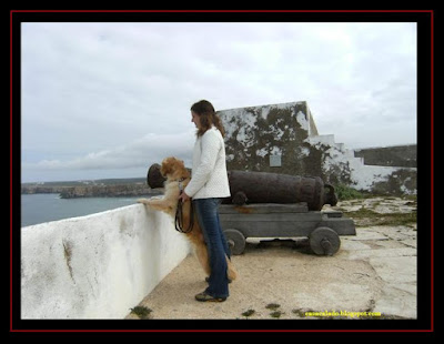 Golden Retriever in Sagres