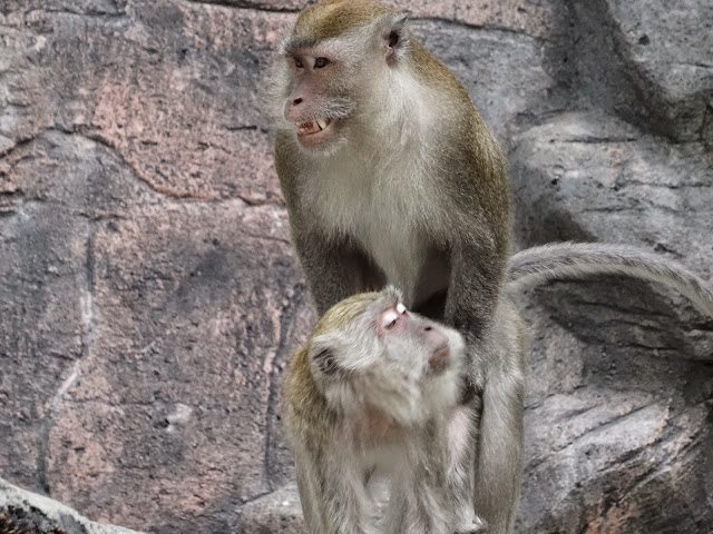 monkeys batu caves malaysia