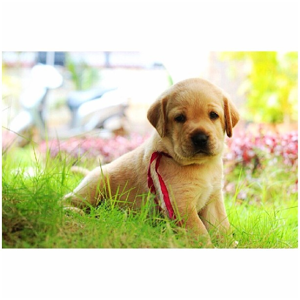 cute pictures of puppies