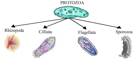 Pengertian Protozoa  Ciri Ciri Klasifikasi Reproduksi 
