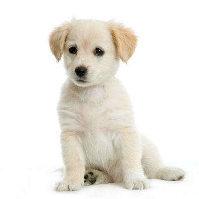 Puppy Labrador Retriever