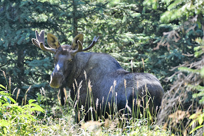 Moose Trans Canada Trail.