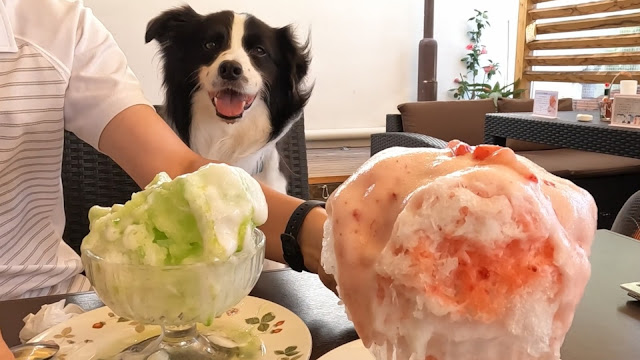 保護犬 ボーダーコリー トーマ いちごやさんのカフェテラスひらおか