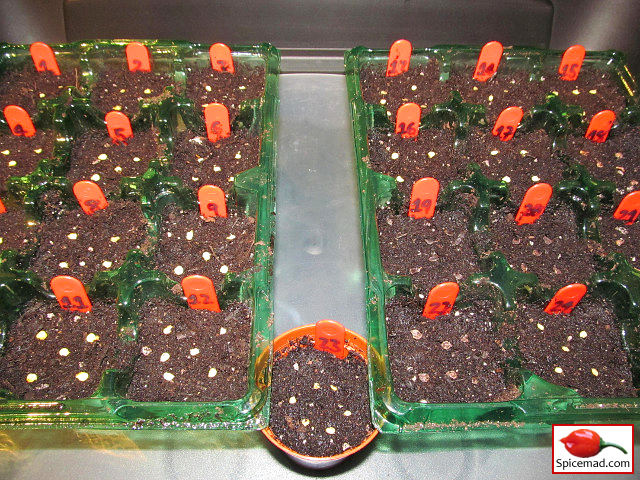 Chilli Seeds Sown - 26th January 2023