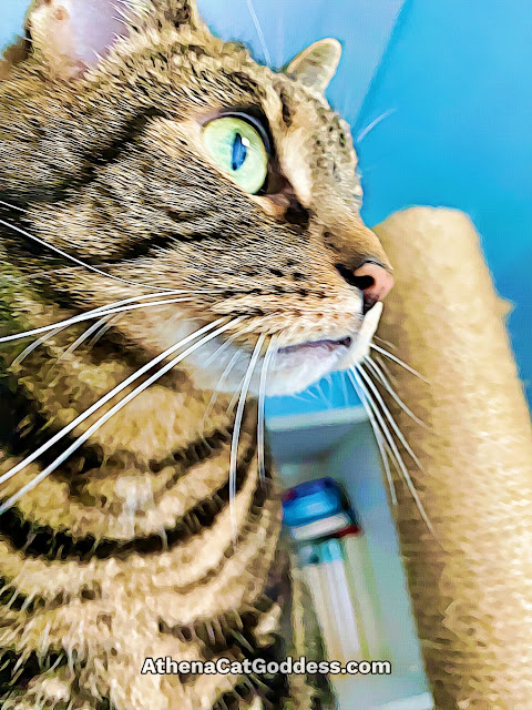 tabby cat close up side profile