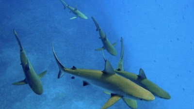 Pacific Reef Sharks