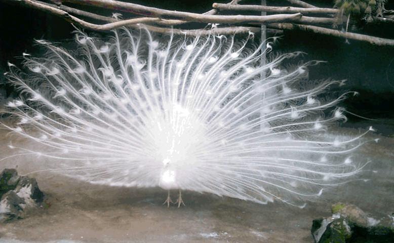 WHITE PEACOCK DANCING