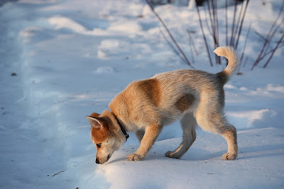 Finnish Spitz Puppy Pictures