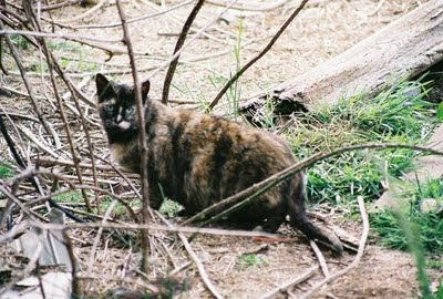 pregnant cat queen tortoise shell