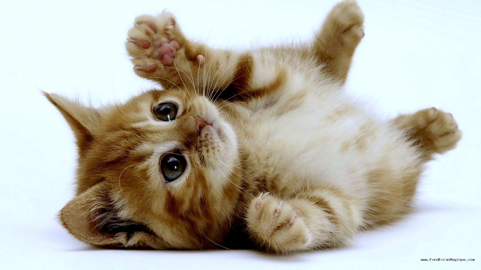 image de chaton super mignon - Petit chaton sur Jeux Fille Gratuit