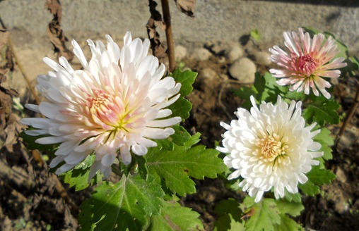 RSCN1115
