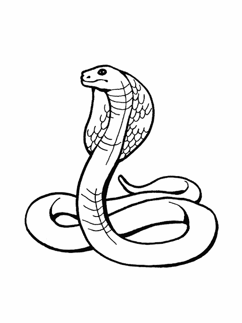 Best reptile coloring pages