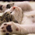 Cat Fitness: Health of Cat Is the Most sensible topics in Pet Keeping