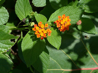 Lantana camara - Lantanier - Lantane