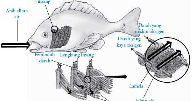 Organ Alat  Pernapasan Pada Hewan  Vertebrata dan  