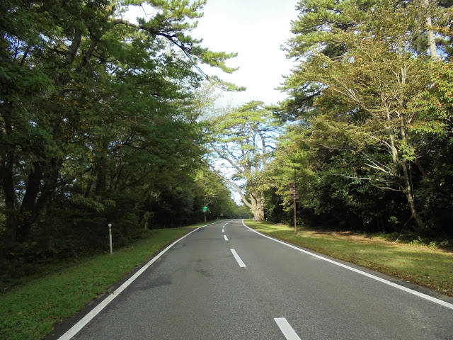 24号道路の米子大山線の並木松