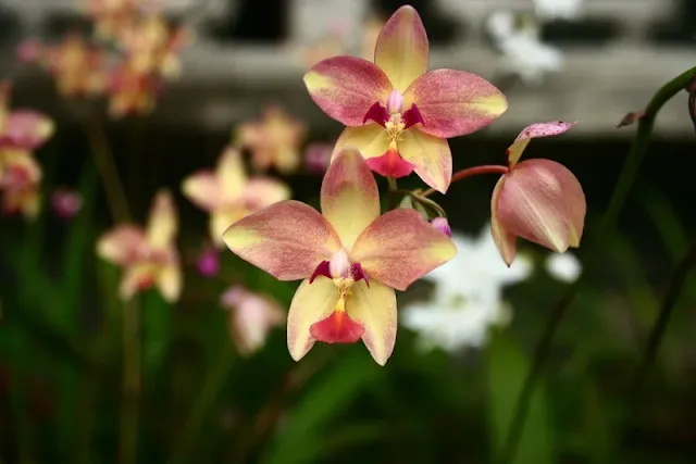 Philippine Ground Orchid flowers