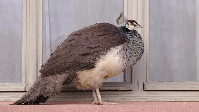 INDIAN PEAFOWLS | PEACOCKS