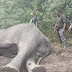Gajah Penghuni TN Way Kambas Ditemukan Mati