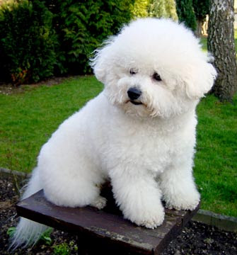 Small Puppies on Bichon Frise Best Small Dogs   Dog Breeds Index