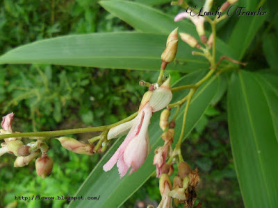 Aquatic ginger, Alpinia aquatica