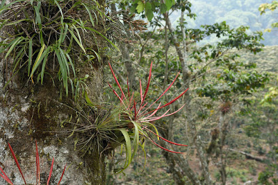 Tillandsia flabellata care and culture