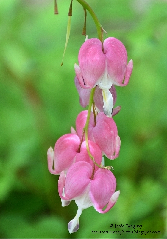 plante-rose-forme de coeur