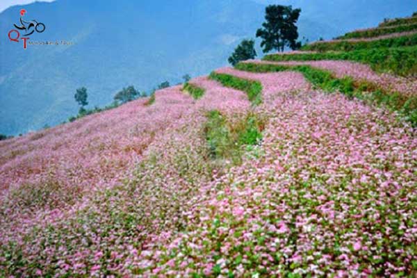 Du lịch Hà Giang với những địa điểm ngắm hoa tam giác mạch đẹp nhất 3