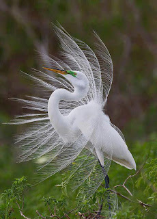 kecantikan burung