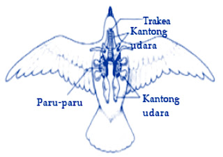 Mari kita mengenal tentang pernafasan bangsa burung  MODEL sistem  PERNAPASAN BURUNG  MODEL sistem  PERNAPASAN BURUNG (AVES)