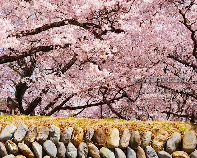 高遠城址公園の桜