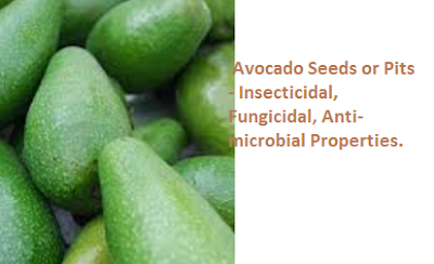  Avocado Seeds or Pits - Insecticidal, Fungicidal, Anti-microbial Properties.