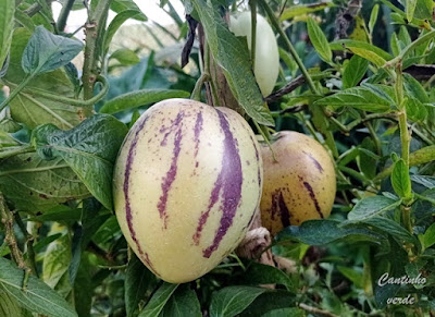 Cultivo Pera melão - Solanum muricatum