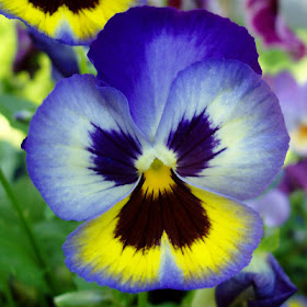 PANSY