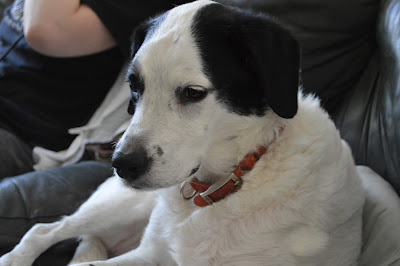 family pets, dogs, fox hound lab mix