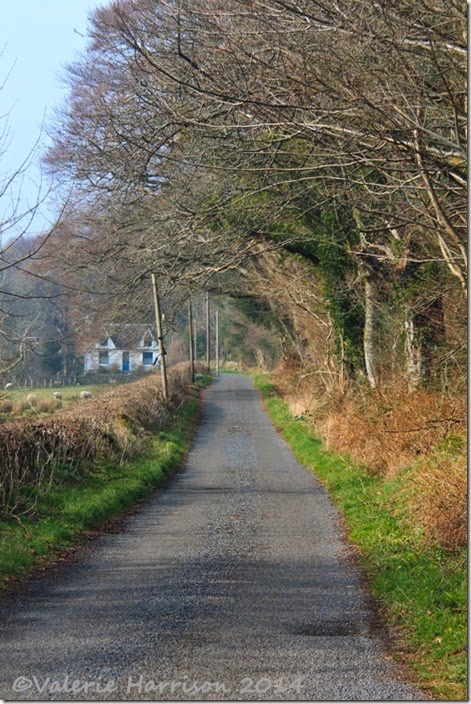 8-country-lane