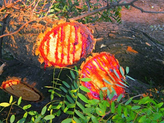 Bloodwood, Pohon Jati Yang Bisa Berdarah