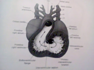 Picture Of Whooping Cough And Effect of Whooping Cough Vaccine Also Treatment Whooping Cough