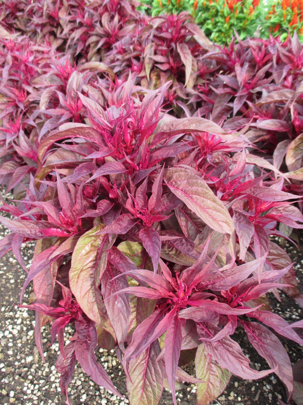 Dragon S Breath Celosia Rotary Botanical Gardens