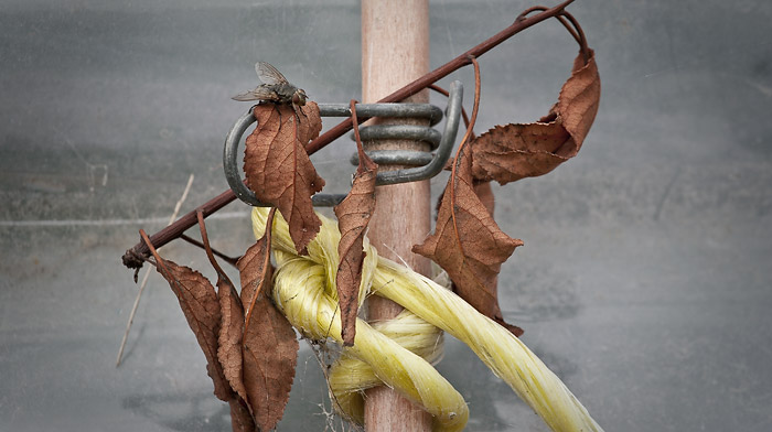 Fly, vine, twine