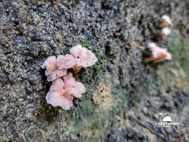 Flora di Bukit Jambul, Bayan Lepas