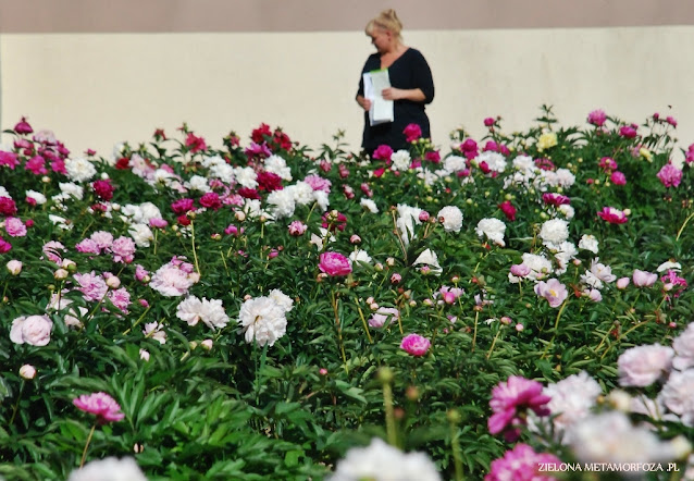 peonymax peony piwonie