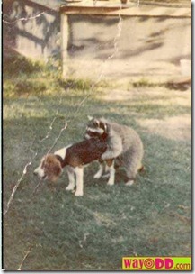 funny-pictures-the-dog-is-getting-it-on-CrQ