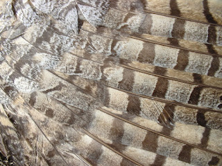 [Feathers of a road-kill Great Horned Owl]